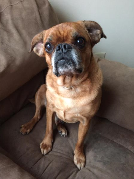 /images/uploads/pug nation rescue of los angeles/2018pugnation/entries/6086thumb.jpg